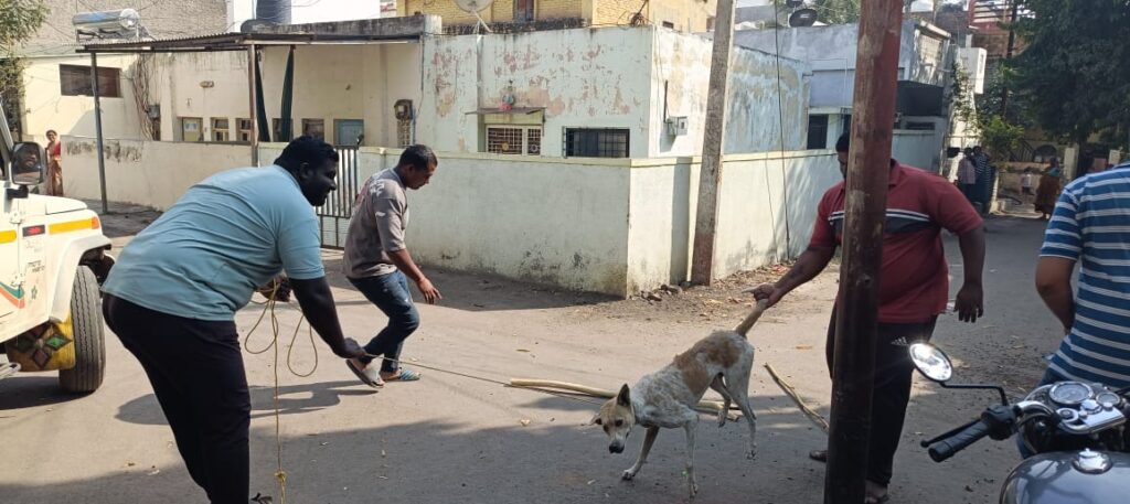 फलटण नगर परिषदेकडून मोकाट कुत्रे पकडण्यास सुरवात