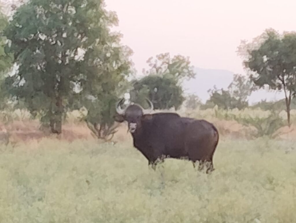 फलटण तालुक्यातील वाठार निंबाळकर येथे दोन रानगव्यांचा मुक्त संचार