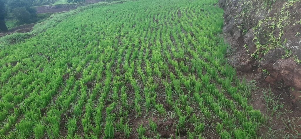 काळगाव परिसरातील करपेवाडी येथे रानडुकरे व गव्याकडून भात रोपांच्या तरव्याचे नुकसान