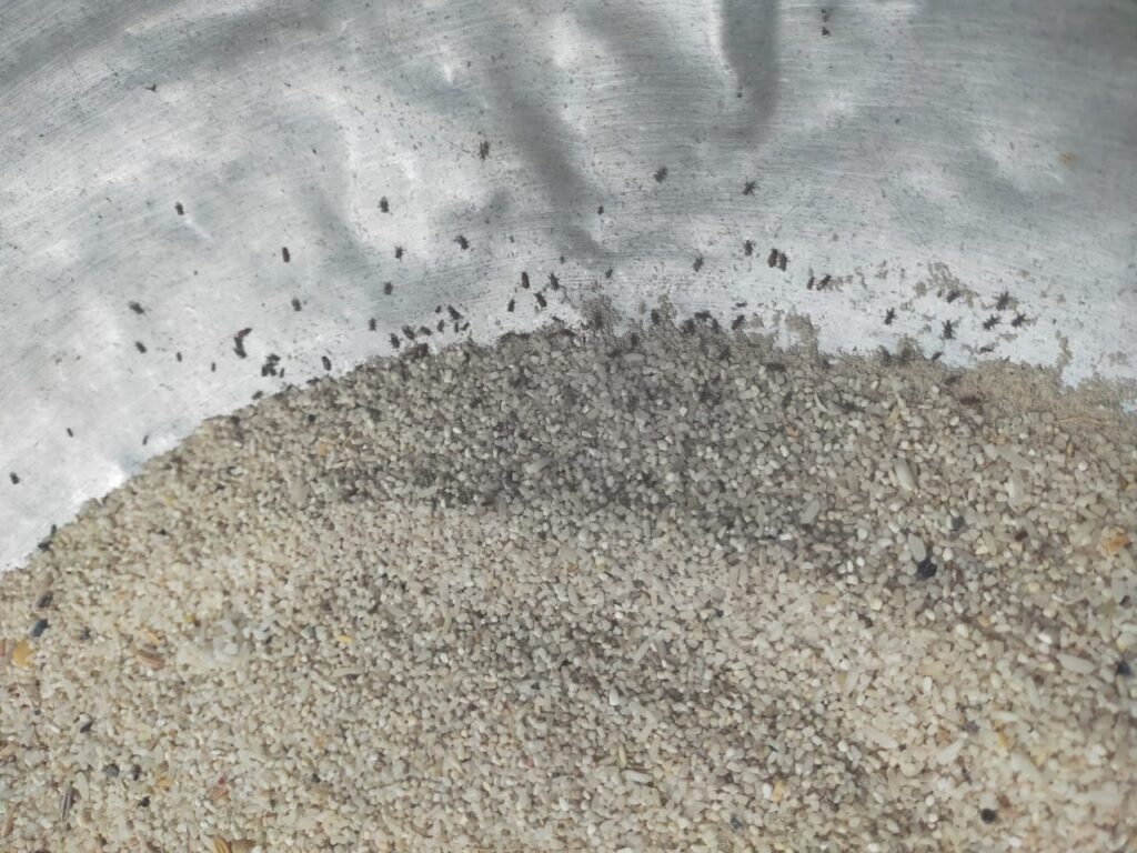 ढेबेवाडीतील नागरिकांच्या आरोग्याशी खेळ,रेशनिंग दुकानात मिळतोय सडलेला गहू, आळ्या झालेला तांदूळ